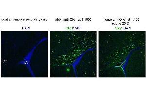 Immunofluorescence of postnatal day 17 mouse corpus callosum (CC) near lateral ventricle (LV). (OLIG1 Antikörper  (N-Term))