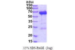 SDS-PAGE (SDS) image for Leukotriene A4 Hydrolase (LTA4H) (AA 1-611) protein (His tag) (ABIN6387585) (LTA4H Protein (AA 1-611) (His tag))