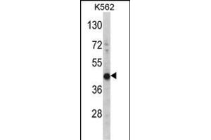 Western blot analysis of HIBCH Antibody (Center) (ABIN391638 and ABIN2841549) in K562 cell line lysates (35 μg/lane). (HIBCH Antikörper  (AA 183-209))