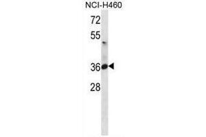 ATP1B3 Antibody (C-term) western blot analysis in NCI-H460 cell line lysates (35µg/lane). (ATP1B3 Antikörper  (C-Term))