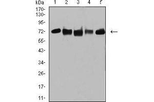Western blot analysis using TRIM25 mouse mAb against MCF-7 (1), MCF-7 (2), K562 (3), A549 (4), and MOLT4 (5) cell lysate. (TRIM25 Antikörper  (AA 211-360))