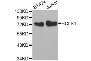 Western blot analysis of extracts of various cell lines, using HCLS1 antibody. (HCLS1 Antikörper  (AA 1-280))