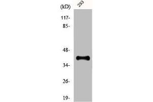 Western Blot analysis of 293 cells using Dlx-3 Polyclonal Antibody (DLX3 Antikörper  (Internal Region))