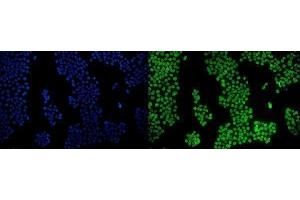 IF analysis of PPAR gamma/PPARG using anti-PPAR gamma/PPARG antibody (ABIN7602078).
