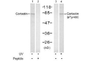 Image no. 1 for anti-Cortactin (CTTN) (Tyr466) antibody (ABIN197532) (Cortactin Antikörper  (Tyr466))