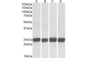 ABIN184670 (0. (GRB2 Antikörper  (C-Term))