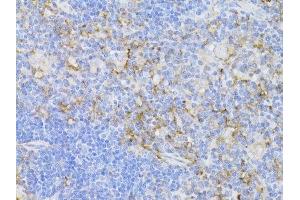 Immunohistochemistry (Paraffin-embedded Sections) (IHC (p)) image for anti-CD3 epsilon (CD3E) (C-Term) antibody (ABIN6138181)