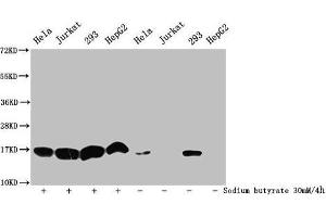 Western Blot Detected samples: Hela whole cell lysate, Jurkat whole cell lysate, 293 whole cell lysate, HepG2 whole cell lysate, Untreated (-) or treated (+) with 30 mM sodium butyrate for 4h All lanes: HIST1H3A antibody at 1:500 Secondary Goat polyclonal to rabbit IgG at 1/40000 dilution Predicted band size: 16 kDa Observed band size: 16 kDa (HIST1H3A Antikörper  (acLys9))
