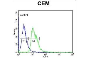 DIH2 Antibody (Center) 9407c flow cytometric analysis of CEM cells (right histogram) compared to a negative control cell (left histogram). (DIAPH2 Antikörper  (AA 870-899))