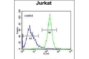 Flow cytometric analysis of Jurkat cells (right histogram) compared to a negative control cell (left histogram). (CWC22 Antikörper  (N-Term))
