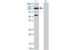 Western Blotting (WB) image for anti-Tripartite Motif Containing 28 (TRIM28) (AA 379-524) antibody (ABIN564395)