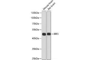 Western blot analysis of extracts of various cell lines using IRF3 Polyclonal Antibody at dilution of 1:1000. (IRF3 Antikörper)