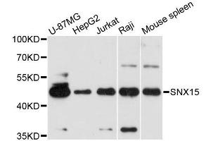 Western blot analysis of extracts of various cell lines, using SNX15 antibody (ABIN5996649) at 1:3000 dilution. (SNX15 Antikörper)