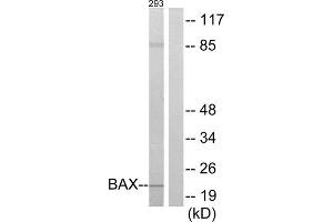 Western blot analysis of extracts from 293 cells, using BAX antibody. (BAX Antikörper  (Internal Region))