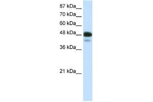 r-NEUROD2; WB Suggested Anti-NEUROD2 Antibody Titration: 0. (NEUROD2 Antikörper  (N-Term))