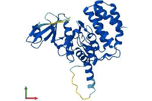 Protein Structure (PS) image for Fructosamine 3 Kinase Related Protein (FN3KRP) (AA 1-309) protein (His tag) (ABIN7559494)