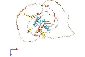 KLF5 Protein (AA 1-457) (His tag)
