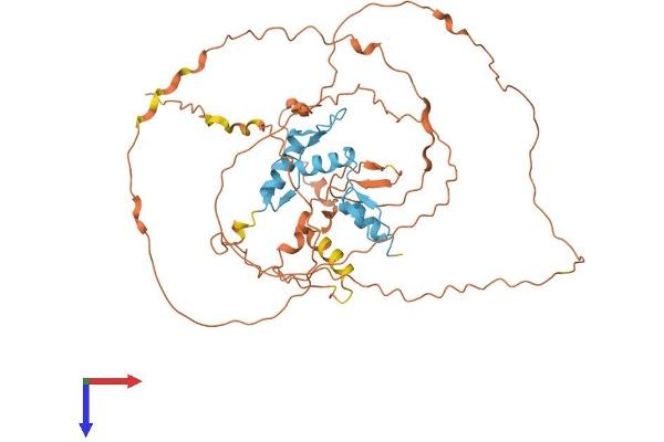KLF5 Protein (AA 1-457) (His tag)