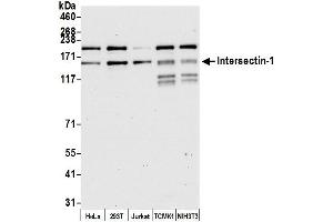 Western Blotting (WB) image for anti-Intersectin 1 (ITSN1) (AA 850-900) antibody (ABIN7450368)