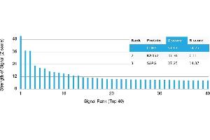 Protein Array (PAr) image for anti-Cadherin 5 (CDH5) antibody (ABIN7456153)