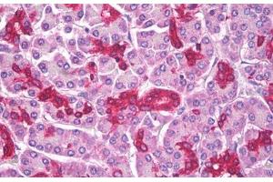 Anti-ABCD1 antibody IHC staining of human pancreas. (ABCD1 Antikörper)