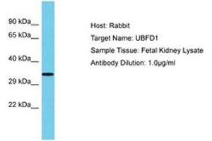 Image no. 1 for anti-Ubiquitin Family Domain Containing 1 (UBFD1) (AA 153-202) antibody (ABIN6750644) (UBFD1 Antikörper  (AA 153-202))