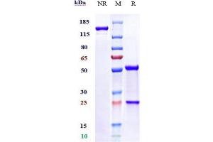 Anti-B7-H5 / VISTA Reference Antibody (onvatilimab) on SDS-PAGE under reducing (R) condition. (Rekombinanter VISTA (Onvatilimab Biosimilar) Antikörper)