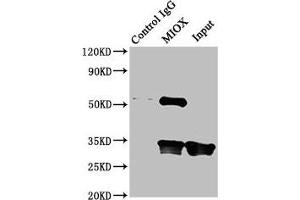 Immunoprecipitating MIOX in Mouse kidney tissue Lane 1: Rabbit control IgG instead of ABIN7156306 in Mouse kidney tissue. (MIOX Antikörper  (AA 1-285))