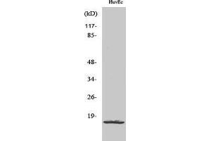 Western Blotting (WB) image for anti-Ribosomal Protein L26-Like 1 (RPL26L1) (C-Term) antibody (ABIN3177235) (RPL26L1 Antikörper  (C-Term))