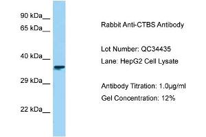 Host: Rabbit Target Name: CTBS Sample Type: HepG2 Antibody Dilution: 1.