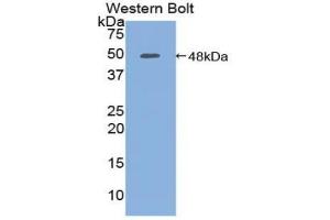 Detection of Recombinant PCPE1, Human using Polyclonal Antibody to Procollagen C-Endopeptidase Enhancer (PCOLCE) (PCOLCE Antikörper  (AA 38-449))