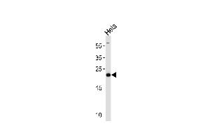 Western blot analysis in Hela cell line lysates (35ug/lane). (Peroxiredoxin 2 Antikörper  (AA 98-127))