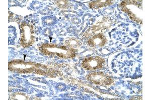 CHRND antibody was used for immunohistochemistry at a concentration of 4-8 ug/ml to stain Epithelial cells of renal tubule (arrows) in Human Kidney. (CHRND Antikörper  (N-Term))