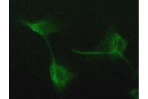Immunofluorescence (IF) image for anti-Vimentin (VIM) antibody (ABIN1109487) (Vimentin Antikörper)