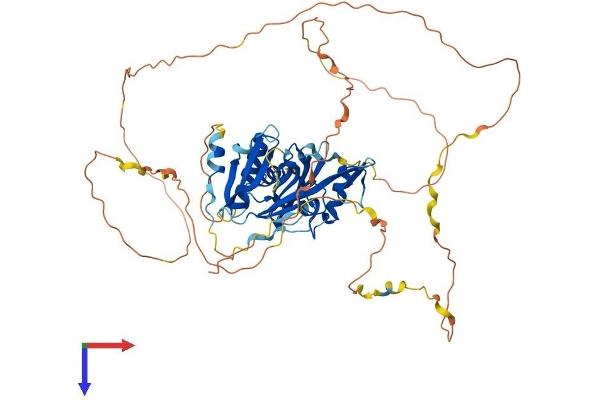 SH3BP2 Protein (AA 1-559) (His tag)