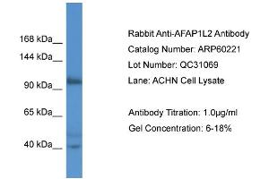 Western Blotting (WB) image for anti-Actin Filament Associated Protein 1-Like 2 (AFAP1L2) (N-Term) antibody (ABIN2788372)