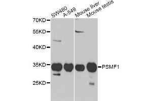 Western blot analysis of extracts of various cell lines, using PSMF1 Antibody (ABIN1876734) at 1:1000 dilution. (PSMF1 Antikörper)