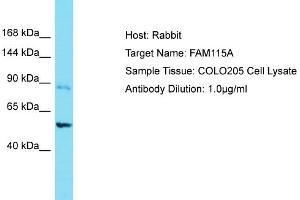 Host: Rabbit Target Name: FAM115A Sample Tissue: Human COLO205 Whole Cell Antibody Dilution: 1ug/ml (FAM115A Antikörper  (C-Term))
