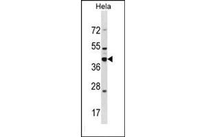 Western blot analysis of DND1 Antibody  in Hela cell line lysates (35ug/lane). (DND1 Antikörper  (Middle Region))