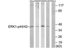 Western blot analysis of extracts from HeLa/HepG2/293/HuvEc, using p44/42 MAP Kinase (Ab-204) Antibody. (ERK1/2 Antikörper  (AA 170-219))