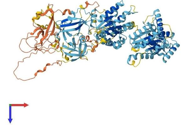PEX6 Protein (AA 1-981) (His tag)