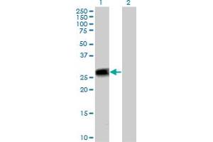 Western Blot analysis of PEF1 expression in transfected 293T cell line by PEF1 MaxPab polyclonal antibody. (PEF1 Antikörper  (AA 1-284))
