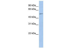 EIF5 antibody used at 1 ug/ml to detect target protein. (EIF5 Antikörper  (N-Term))