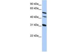 Image no. 1 for anti-Gap Junction Protein, alpha 8, 50kDa (GJA8) (AA 359-408) antibody (ABIN6742702) (GJA8 Antikörper  (AA 359-408))