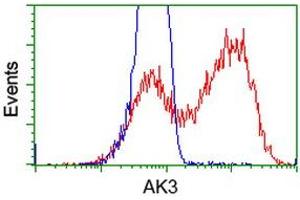 HEK293T cells transfected with either RC204408 overexpress plasmid (Red) or empty vector control plasmid (Blue) were immunostained by anti-AK3 antibody (ABIN2452714), and then analyzed by flow cytometry. (Adenylate Kinase 3 Antikörper)