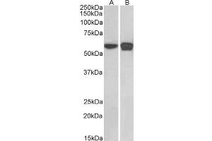 ABIN2564588 (0. (PLRG1 Antikörper  (C-Term))