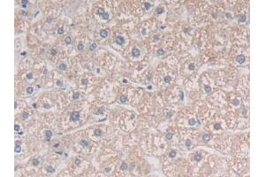 DAB staining on IHC-P; Samples: Human Liver Tissue (MIB2 Antikörper  (AA 687-930))