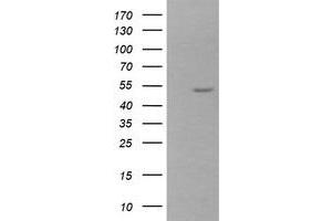 Image no. 1 for anti-Zinc Finger and SCAN Domain Containing 21 (Zscan21) antibody (ABIN1501866) (ZSCAN21 Antikörper)