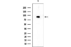 anti-Cadherin 19 (CDH19) (Internal Region) antibody