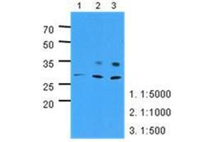 Image no. 2 for anti-Pyridoxamine 5'-Phosphate Oxidase (PNPO) (AA 57-261) antibody (ABIN782454) (PNPO Antikörper  (AA 57-261))